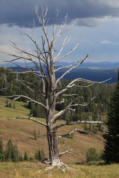 Dead Pine; north of Dunraven Pass.
