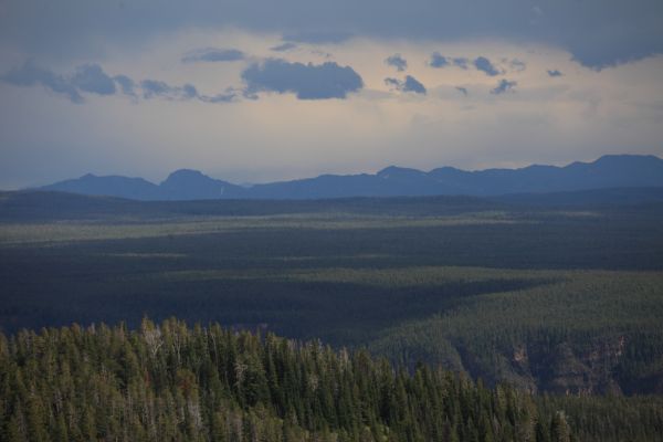 Dead Pine; north of Dunraven Pass.
