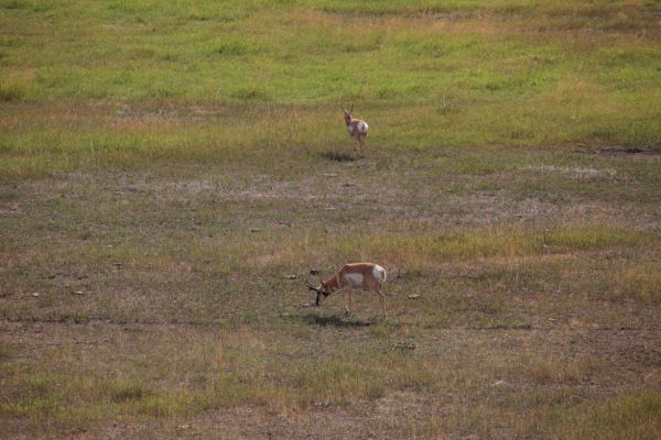 Antelope; Lamar Valley.
