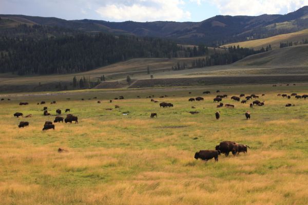 Bison herd; Lamar Valley.
