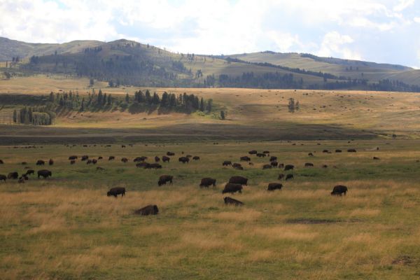 Bison herd; Lamar Valley.
