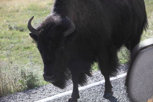 Bison, Lamar Valley.
