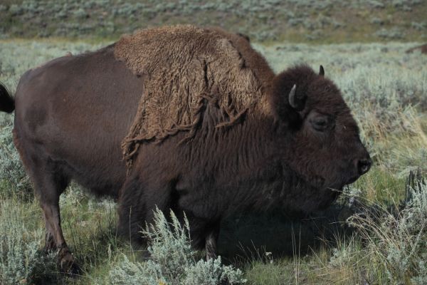 Bison, Lamar Valley.
