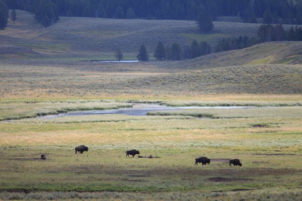 Bison herd; Hayden Valley, Grand Loop Road, looking east.
