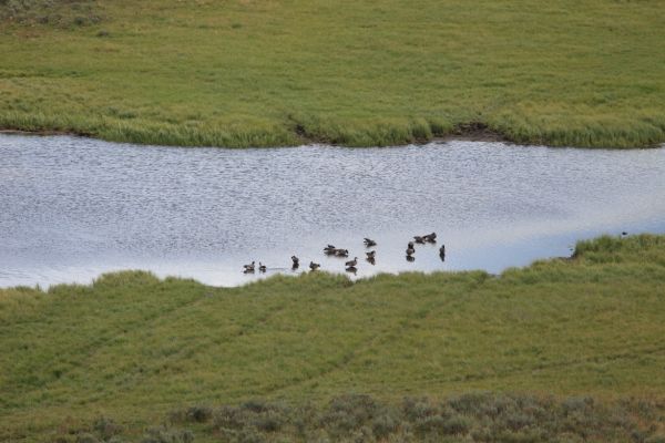 Geese, Yellowstone River; Hayden Valley, Grand Loop Road, looking east.
