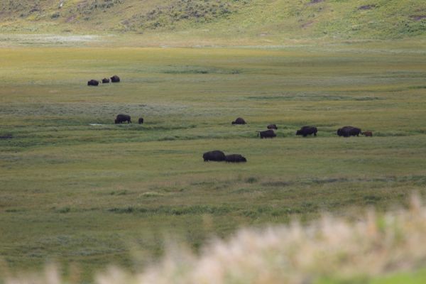 Bison herd; Hayden Valley, Grand Loop Road, looking east.
