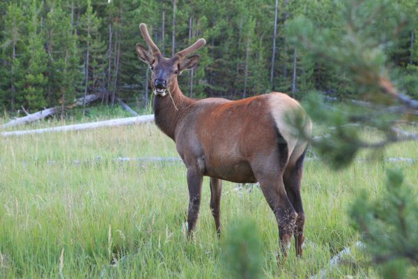 Young male elk near just west of West Thumb.
