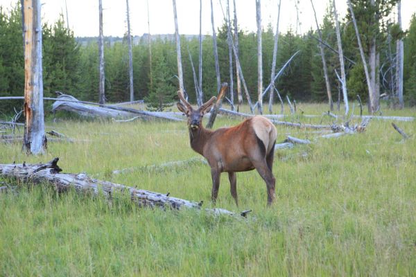 Young male elk near just west of West Thumb.
