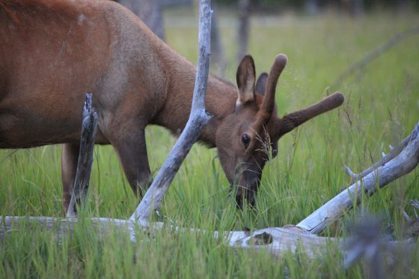 Young male elk near just west of West Thumb.
