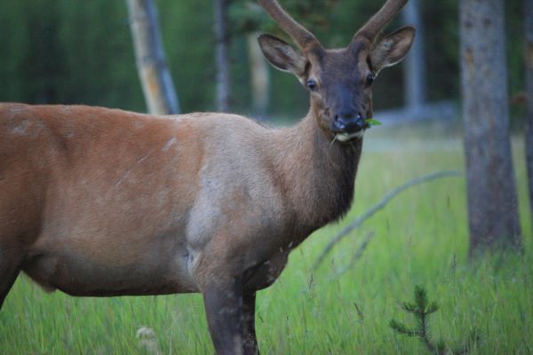 Young male elk near just west of West Thumb.
