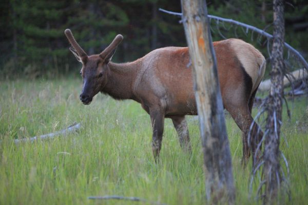 Young male elk near just west of West Thumb.
