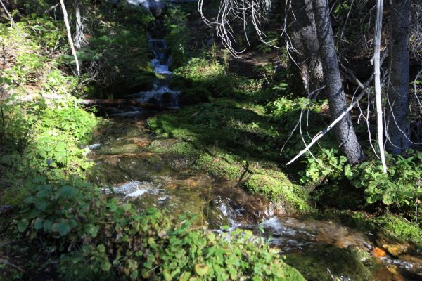 One of the few places to get water early on the steep climb up the jeep road southwest of Baker Lake.
