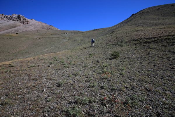 We expected to see elk here, but did not expect to see bluebirds.  The Mountain Bluebird is Idaho's state bird, found in higher elevations in open meadows in coniferous forests.  We saw the birds hover in mid-air, hawking for insects.  Grasshoppers, a dietary favorite, were present.
