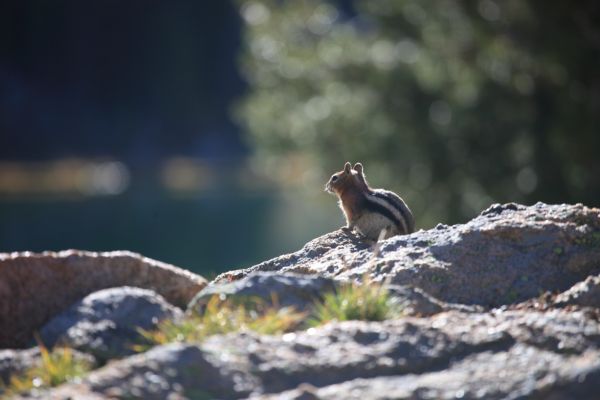 A chipmunk enjoys the morning sun while pretending to check out the fish rings at at the larger of the Born Lakes.  He is really waiting for a chance to chew a hole in my pack to get some nuts.
