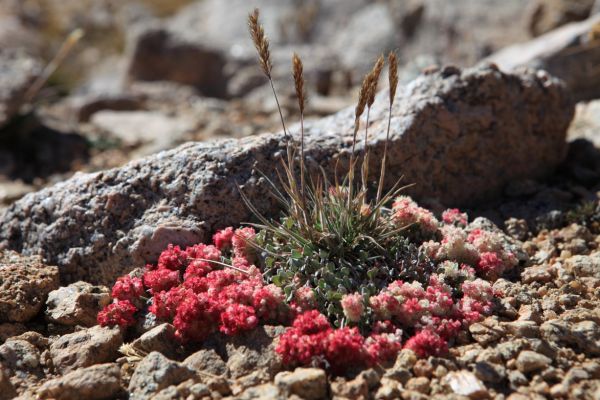 At this elevation, brilliant wildflowers bloom into September.
