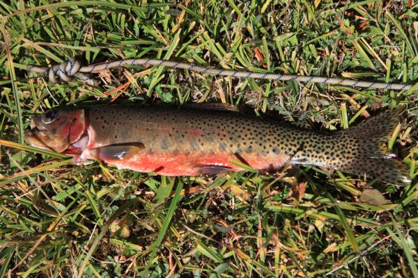 A 12" Brookie from Scree Lake which I roasted over the coals that evening.
