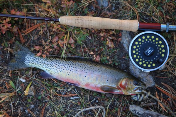 I carry out this brook trout, double-bagged, rolled up in my Ridge-Rest pad to keep it cool.
