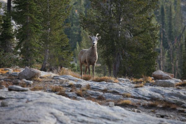 A bighorn sheep descends from the ridge, finding our camp is blocking his access to the lake.
