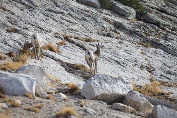 A bighorn sheep descends from the ridge, finding our camp is blocking his access to the lake.
