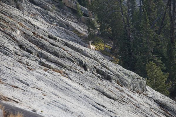 A bighorn sheep descends from the ridge, finding our camp is blocking his access to the lake.
