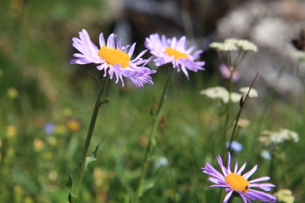 Wildflowers in the meadows above the lake in previous photos.
