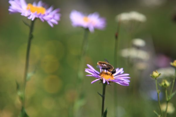 The pollinators were busy doing their part!
