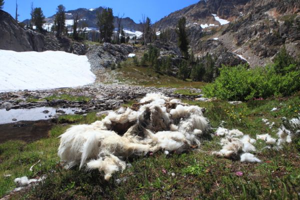 A mountain goat photographed near our camp.  I had hoped to photograph a live goat!  Not sure what brought this goat down.  Perhaps it was a casualty to the harsh winter.
