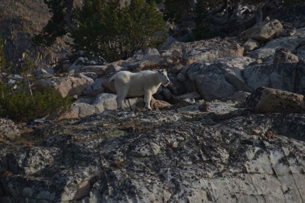 Mountain Goat climbs the slope just south of the stream between Sapphire and Cove Lakes, Big Boulder Lakes.
