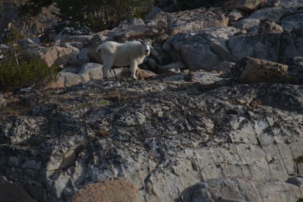 Mountain Goat, aware of my presence, just south of the stream between Sapphire and Cove Lakes, Big Boulder Lakes.
