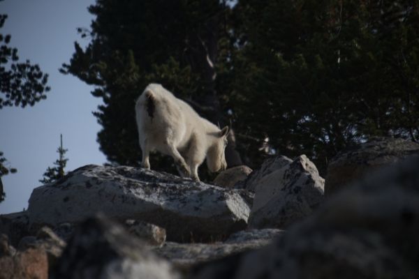 Mountain Goat, climbs higher, just south of the stream between Sapphire and Cove Lakes, Big Boulder Lakes.
