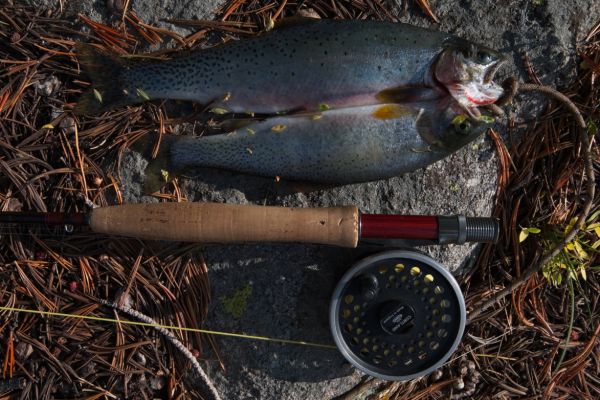 I was getting a few bites, but not catching anything until another fly fisherman, on his way to the upper lakes, gave me a grasshopper.  He caught the larger rainbow trout at Cirque and brought it back to me.  I caught the smaller one at Cove, catching more about the same size as the larger fish later in the trip
