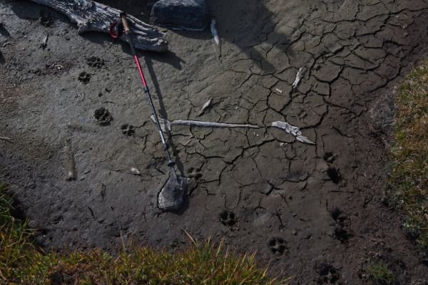 Animal tracks in the mud.  Not sure what they are.
