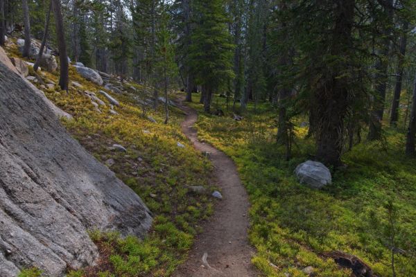 The trail before reaching Lodgepole Lake.
