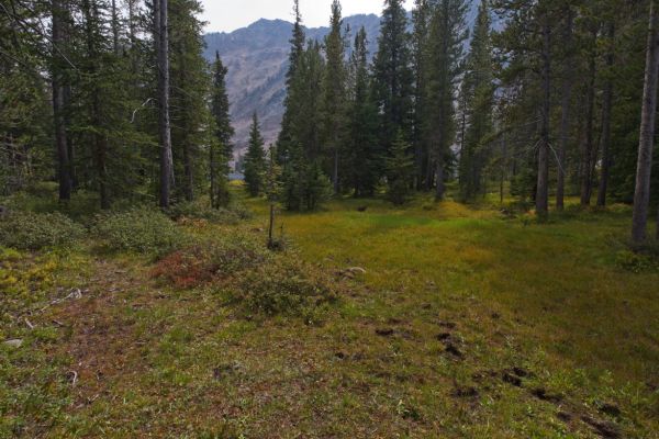 A patch of fall color in front of Lodgepole Lake prompts a closer look.
