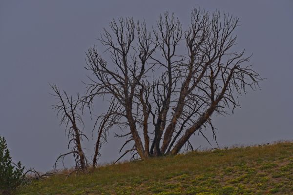 Dead tree on the saddle south of Strawberry Basin.
