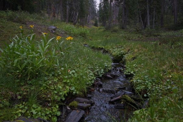 Shortly before reaching Warm Springs Creek, a small creek surfaces.  This is the first running water I have seen since leaving the trailhead.
