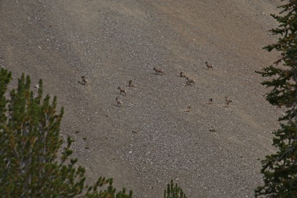 At 9100’, Iron Basin opens up to the E.  While still in the narrower canyon just below, I could see these bighorn sheep on the steep slope to directly ahead to the north.  I quickly changed lenses behind a fallen tree.  They were already aware of my presence, and started moving west on the steep slope.  I counted 14.
