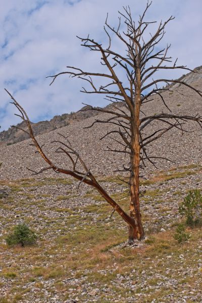 Dead tree; Iron Basin, 9200’.
