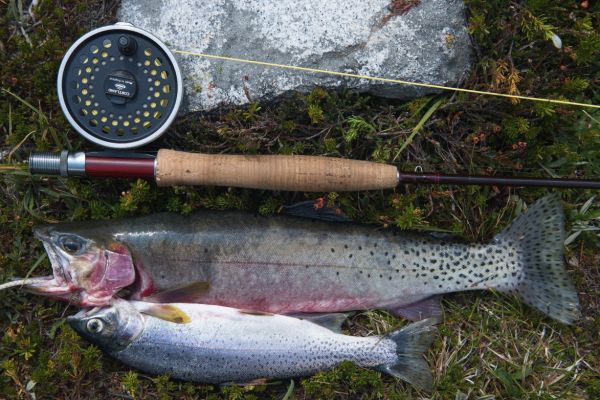 This is largest trout I have taken in an alpine lake; 15”.  I caught the smaller one earlier, and kept it because I really wanted to be certain I had some high quality protein to supplement the backpack meals I carried in (and out, as luck would have it).
