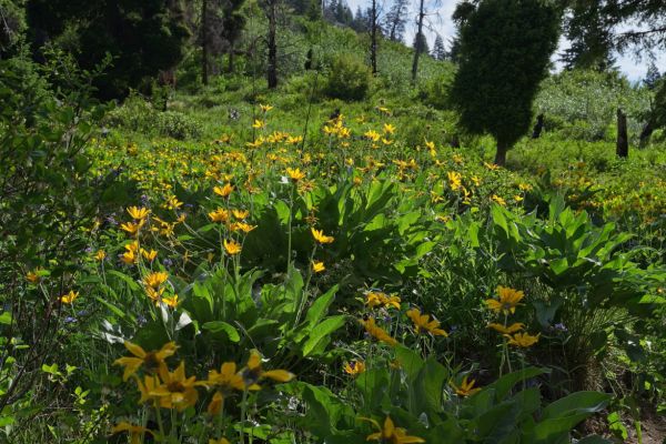 Wildflowers encountered with the first 2 miles high above Trail Creek.
