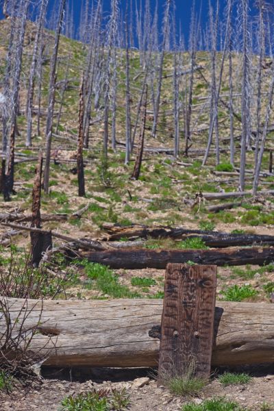 Signpost indicating trail to Observation Peak vicinity of McGown Lakes turnoff.
