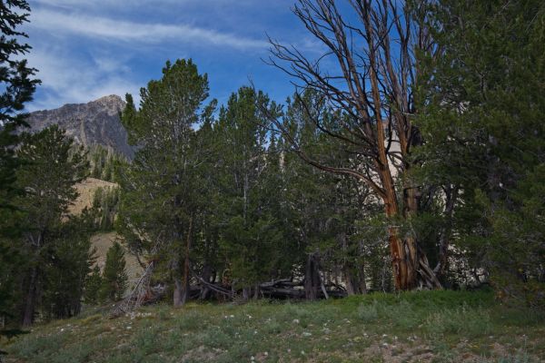 I arrive at the west side of Iron Basin.  There is a cool tree here.  Watson Peak, rising on the left, marks the entrance.  Through the tree branches is the slope on the northeast side of the basin where I spotted 4 bighorn sheep last year.  I’m switching to the telephoto lens now, just in case! 

