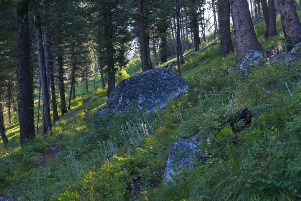 Above the initial switchbacks and into the sun lit east bound sections above Trail Creek.  It is still nice and cool.  The backlit vegetation makes this section especially scenic.  The mosquitoes like it too, encouraging me to hasten my pace.
