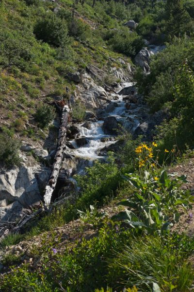 I hiked this section once with a botanist who knew the names of every plant in Idaho.  Now I wish I'd asked that person more questions.
