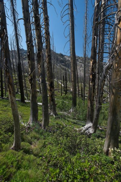 Well past the signpost marking the turnoff for Trail Creek Lakes, the views open up to the southwest as the trail climbs north toward Stanley.  Through the burned trees, one can see the Monte Verita ridge rising above Baron Creek, well to the south.
