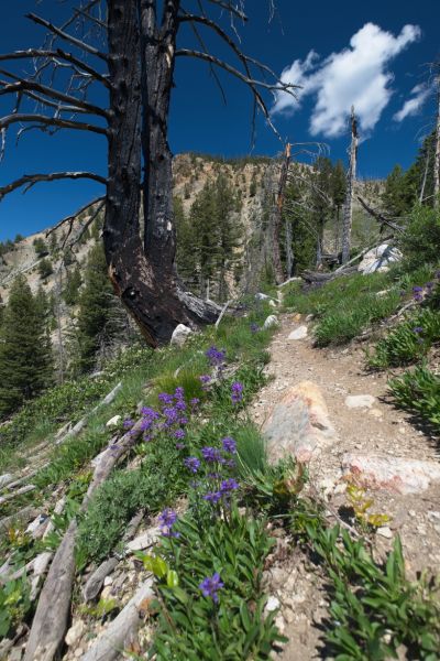 Observation Peak to the north, toward Stanley Lake
