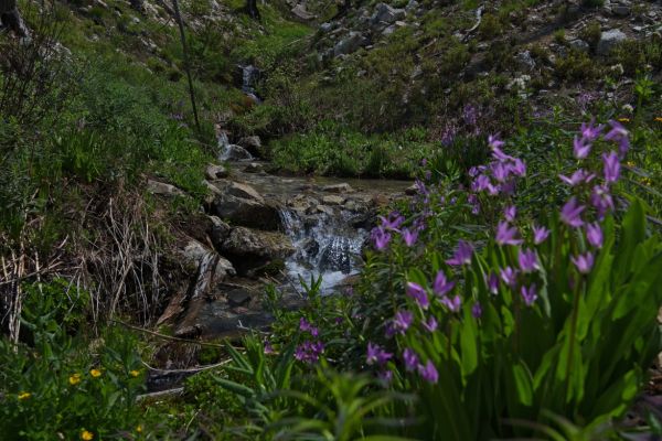 Wildflowers and creek on the initial climb toward McGown Lakes.
