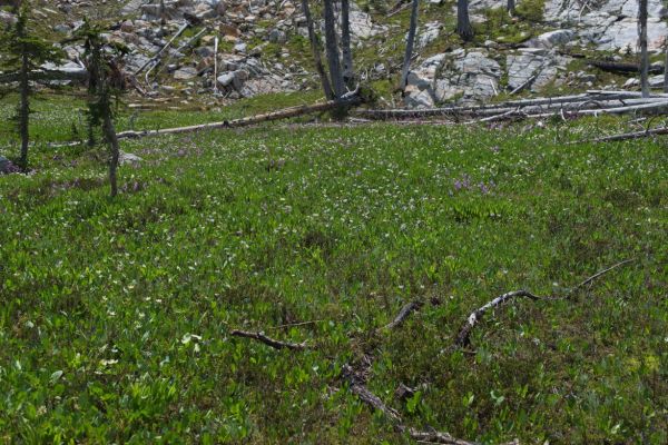 A plethora of wildflowers in the McGown Lakes basin.
