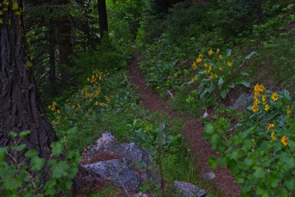 The trail becomes rather sparse.  It is seldom traveled.  At least there is shade now as the sun has set to the northwest below the steep hillside.  This is a relief as I descend quickly toward Grandjean, at a much lower elevation.
