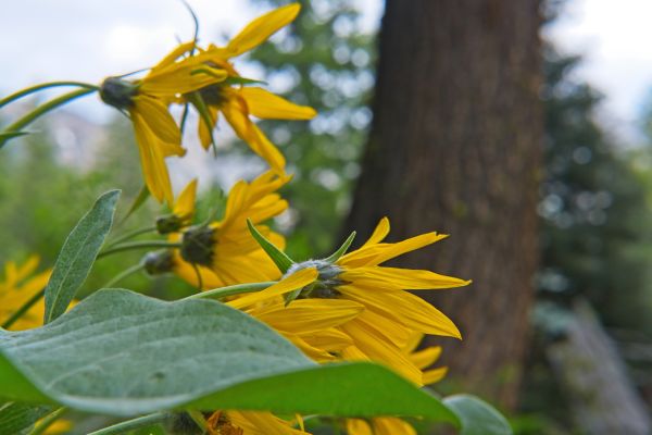 I might know the name of this flower had I completed the loop as planned with that botanist several years back.  Is that the Jeffrey Pine again in the background?  Nice!
